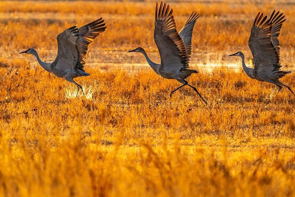 Jaynes Gallery 아티스트의 USA-New Mexico-Bosque Del Apache National Wildlife Refuge-Sandhill cranes taking flight at sunrise작품입니다.